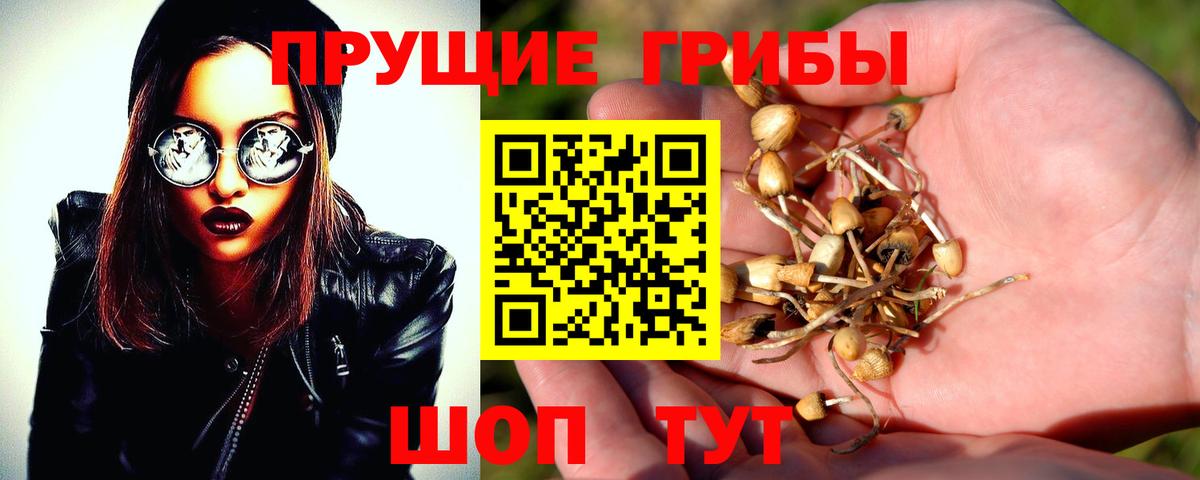 Галлюциногенные грибы Psilocybine cubensis  Вход с VPN  Пенза 